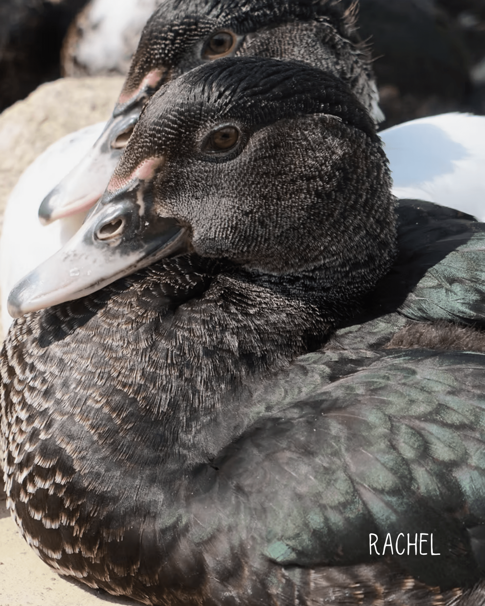 Rachel Earcuff Nella & Sina