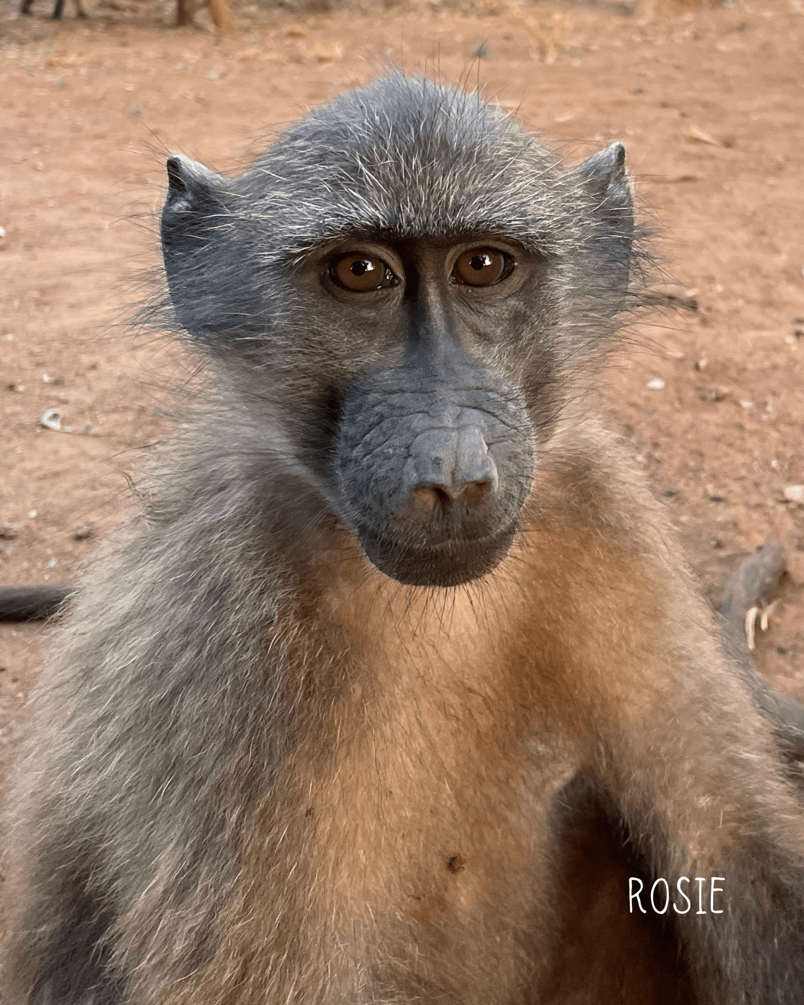 Rosies Perlen Ring Nella & Sina