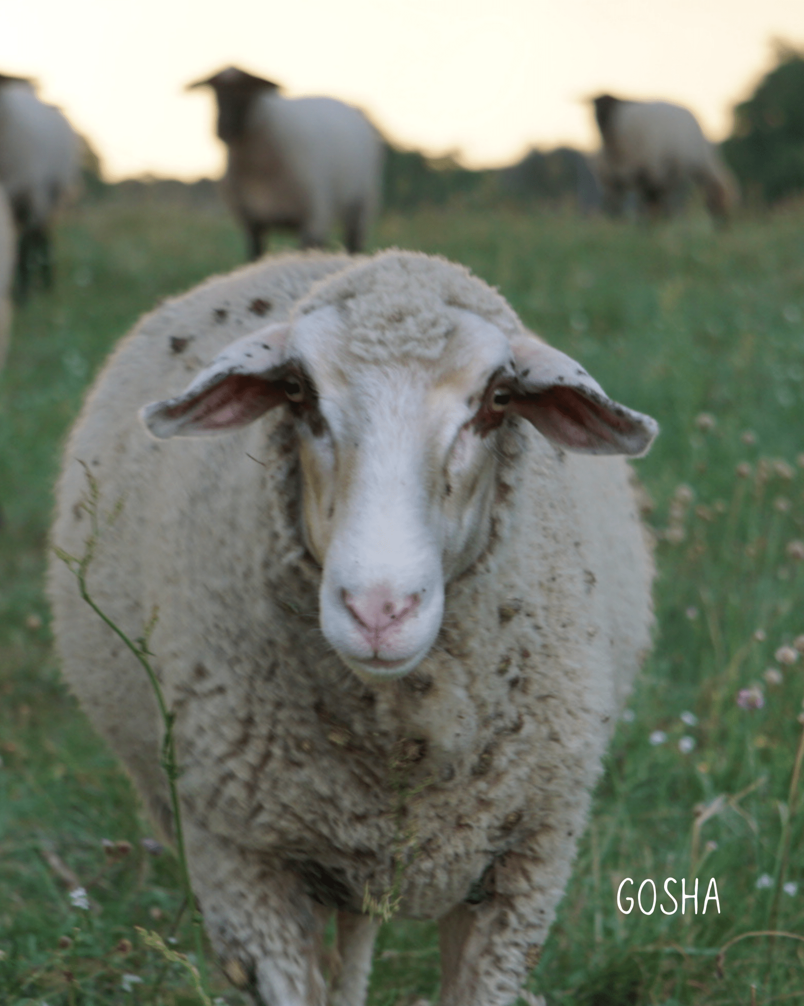 Gosha Earcuff Nella & Sina