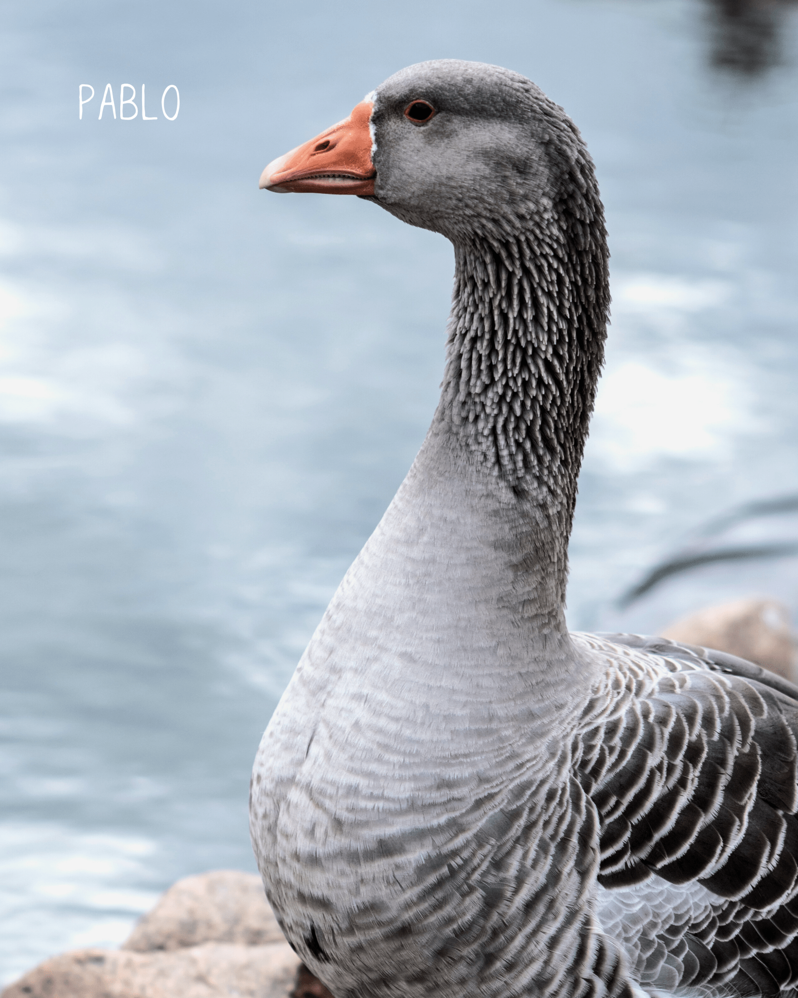 Ring Pablo Nella & Sina