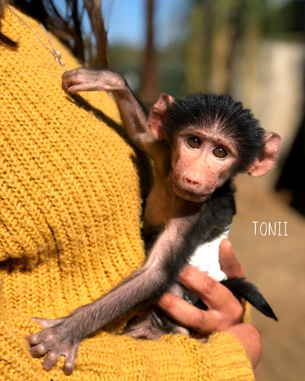 Tonii Earcuff Nella & Sina